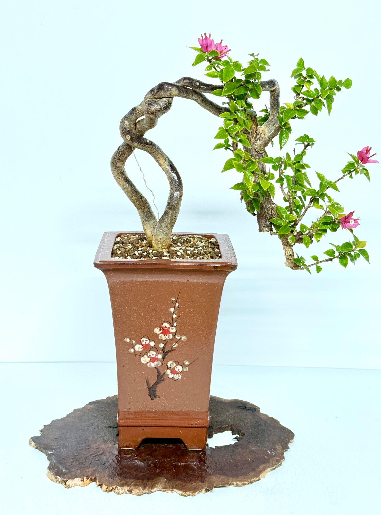 Exposed Root Style Bougainvillea Bonsai Tree - Chinese Cascade Style Unglazed Pot - 52 cm