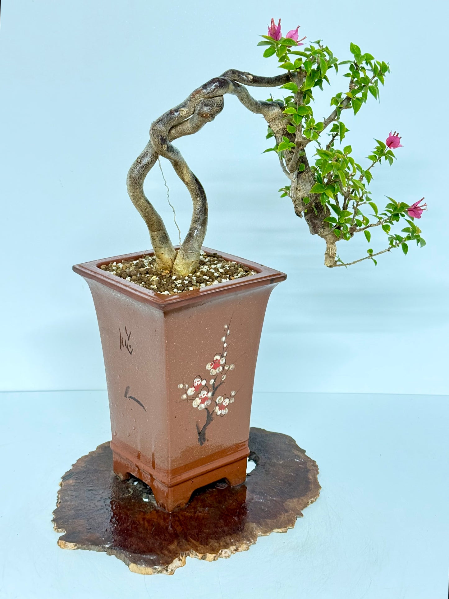 Exposed Root Style Bougainvillea Bonsai Tree - Chinese Cascade Style Unglazed Pot - 52 cm