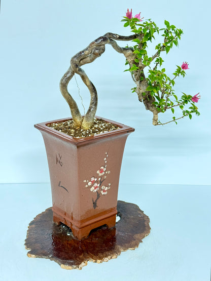Exposed Root Style Bougainvillea Bonsai Tree - Chinese Cascade Style Unglazed Pot - 52 cm