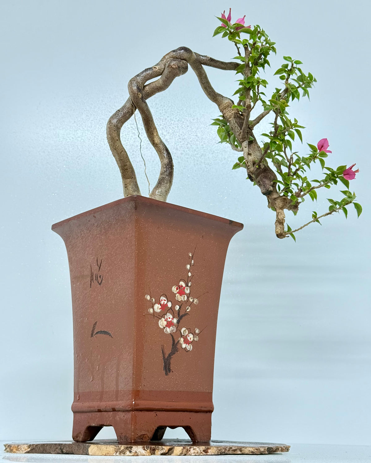 Exposed Root Style Bougainvillea Bonsai Tree - Chinese Cascade Style Unglazed Pot - 52 cm