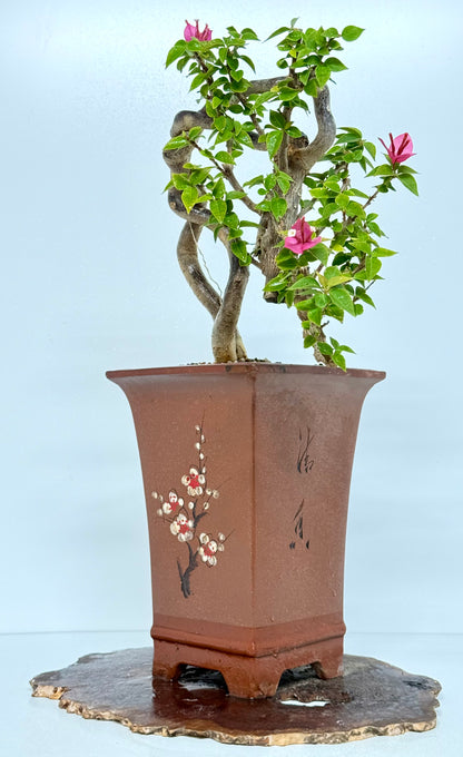 Exposed Root Style Bougainvillea Bonsai Tree - Chinese Cascade Style Unglazed Pot - 52 cm