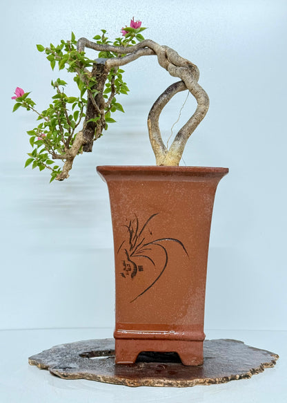 Exposed Root Style Bougainvillea Bonsai Tree - Chinese Cascade Style Unglazed Pot - 52 cm