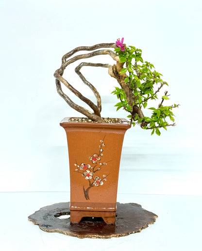 Exposed Root Style Bougainvillea Bonsai Tree - Chinese Cascade Style Unglazed Pot - 60 cm