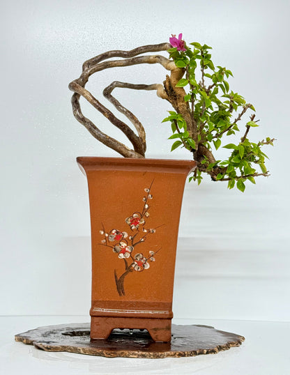 Exposed Root Style Bougainvillea Bonsai Tree - Chinese Cascade Style Unglazed Pot - 60 cm