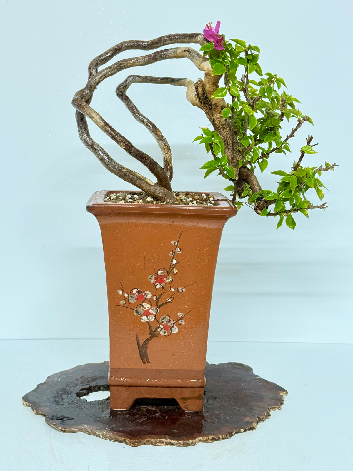 Exposed Root Style Bougainvillea Bonsai Tree - Chinese Cascade Style Unglazed Pot - 60 cm