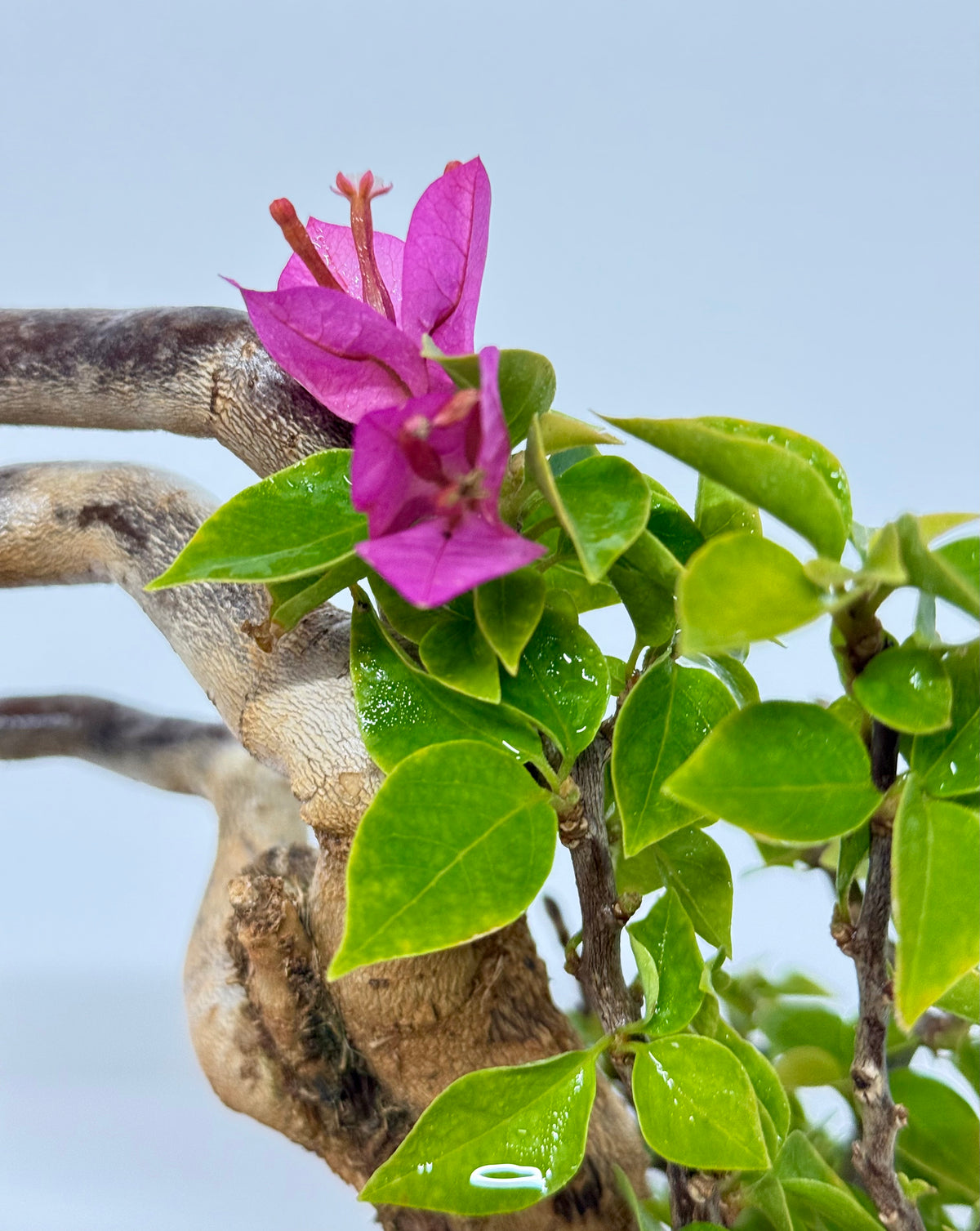 Exposed Root Style Bougainvillea Bonsai Tree - Chinese Cascade Style Unglazed Pot - 60 cm