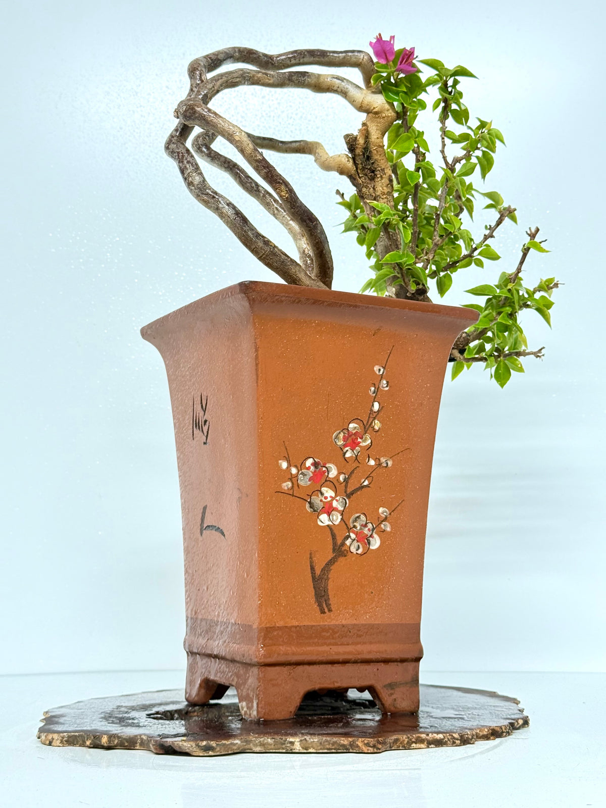 Exposed Root Style Bougainvillea Bonsai Tree - Chinese Cascade Style Unglazed Pot - 60 cm