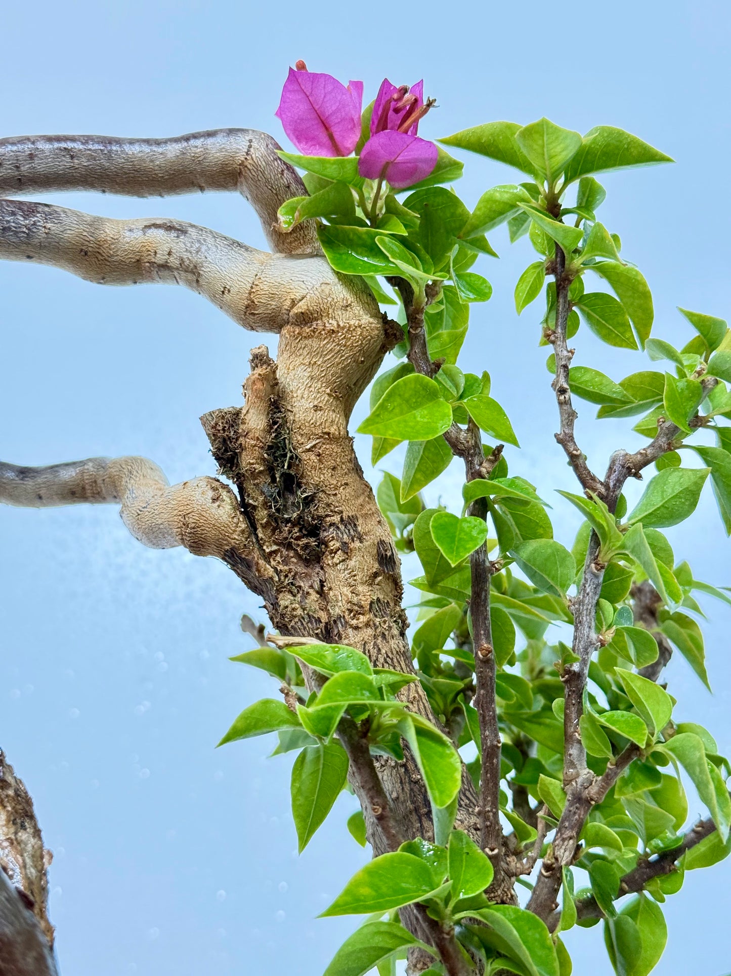 Exposed Root Style Bougainvillea Bonsai Tree - Chinese Cascade Style Unglazed Pot - 60 cm