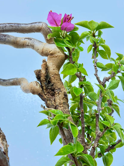 Exposed Root Style Bougainvillea Bonsai Tree - Chinese Cascade Style Unglazed Pot - 60 cm