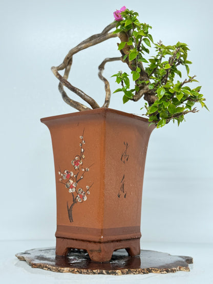 Exposed Root Style Bougainvillea Bonsai Tree - Chinese Cascade Style Unglazed Pot - 60 cm