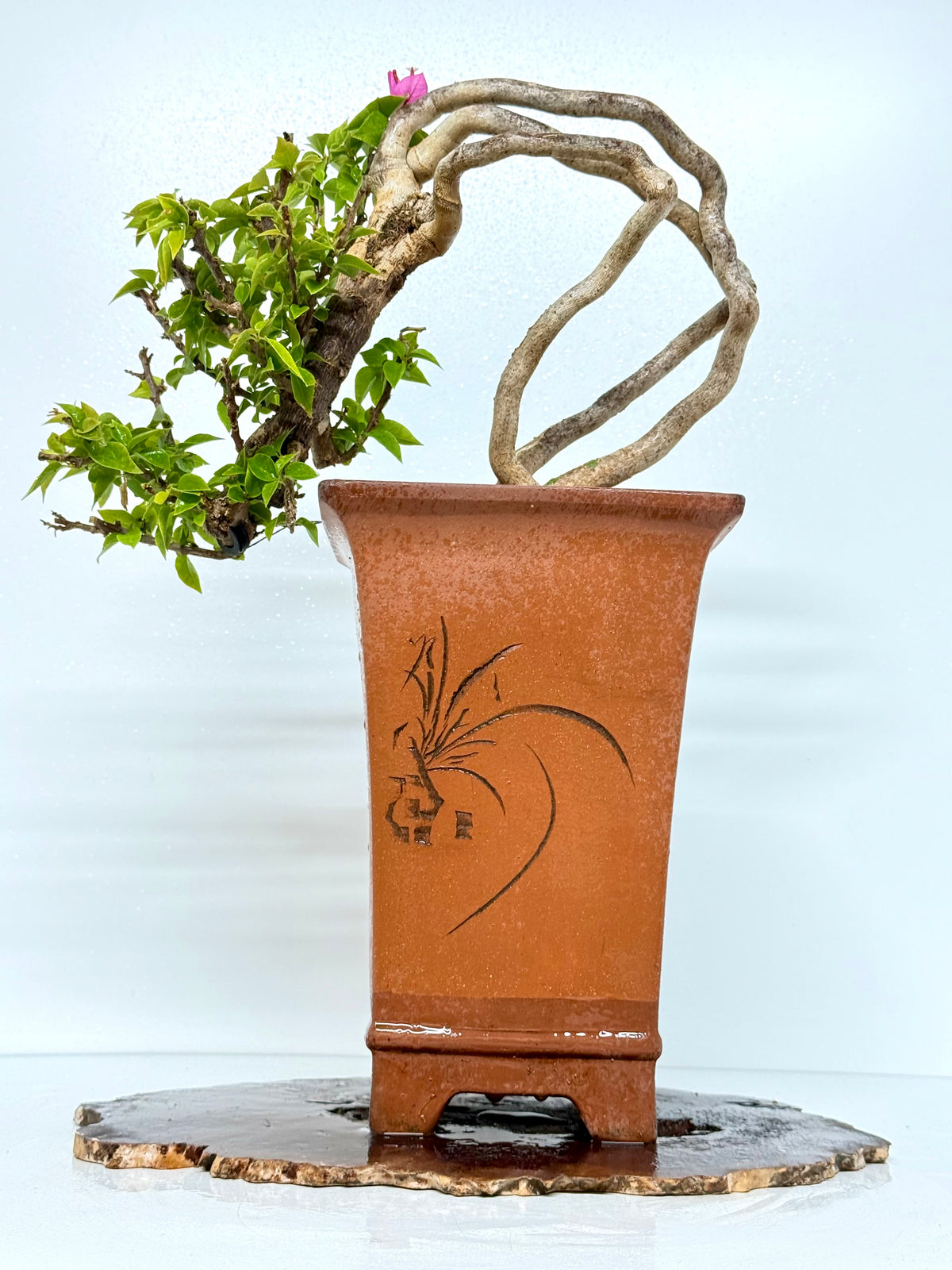 Exposed Root Style Bougainvillea Bonsai Tree - Chinese Cascade Style Unglazed Pot - 60 cm