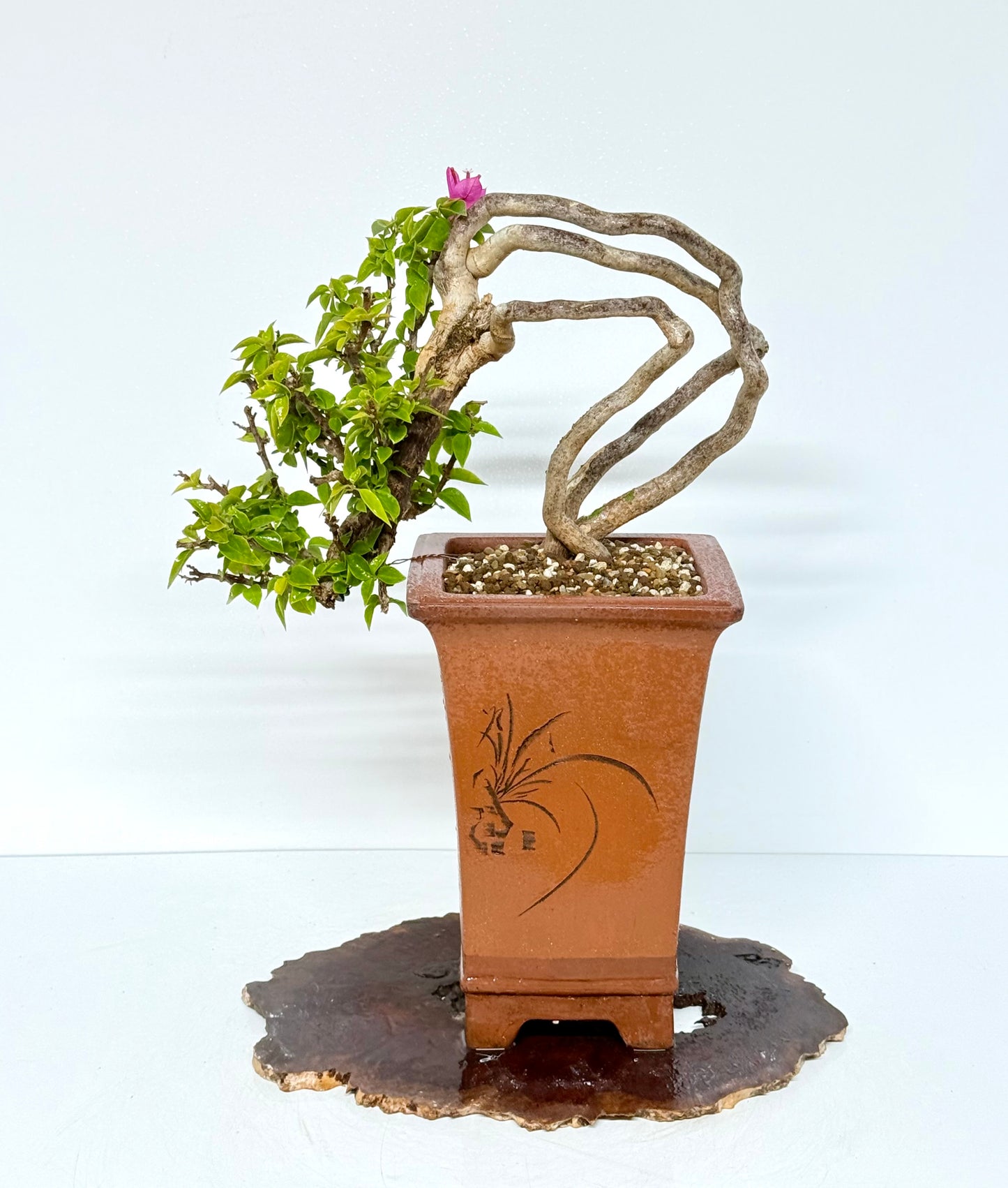 Exposed Root Style Bougainvillea Bonsai Tree - Chinese Cascade Style Unglazed Pot - 60 cm