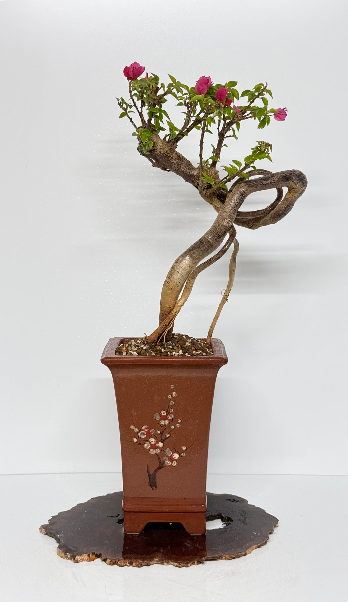 Exposed Root Style Bougainvillea Bonsai Tree - Chinese Cascade Style Unglazed Pot - 65 cn