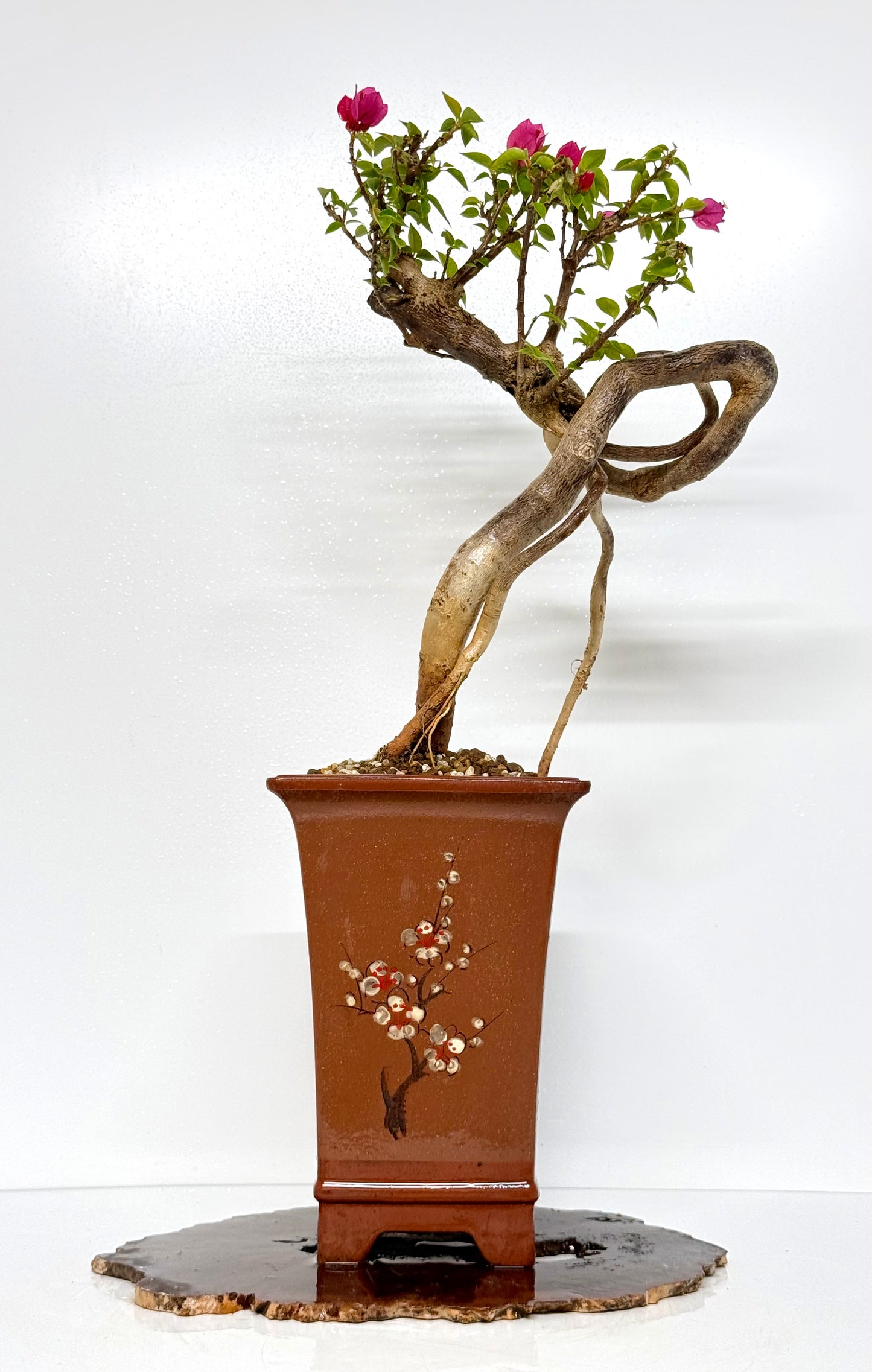 Exposed Root Style Bougainvillea Bonsai Tree - Chinese Cascade Style Unglazed Pot - 65 cn