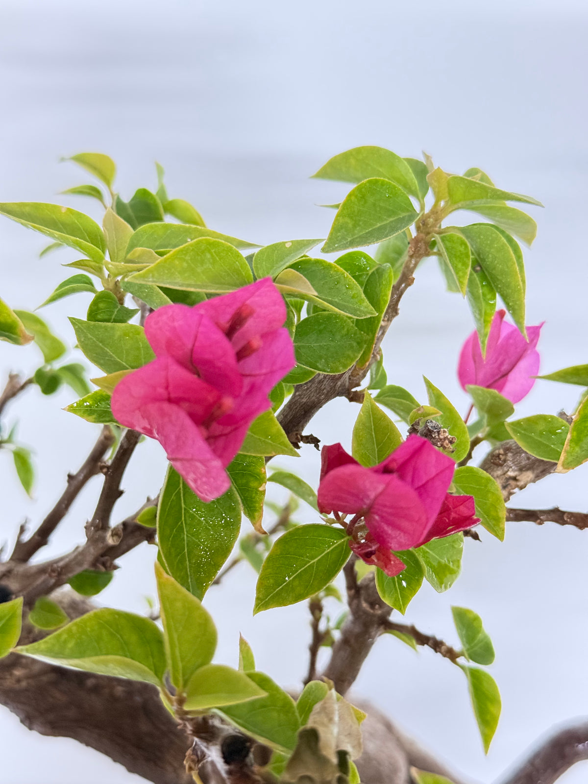 Exposed Root Style Bougainvillea Bonsai Tree - Chinese Cascade Style Unglazed Pot - 65 cn