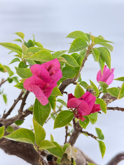 Exposed Root Style Bougainvillea Bonsai Tree - Chinese Cascade Style Unglazed Pot - 65 cn