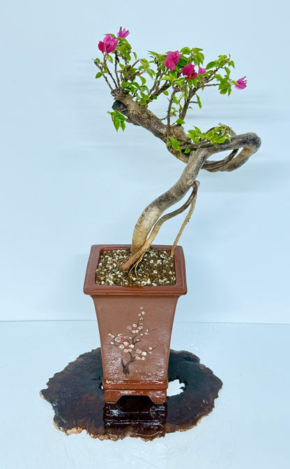 Exposed Root Style Bougainvillea Bonsai Tree - Chinese Cascade Style Unglazed Pot - 65 cn