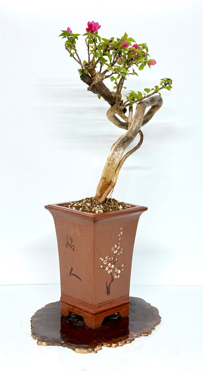 Exposed Root Style Bougainvillea Bonsai Tree - Chinese Cascade Style Unglazed Pot - 65 cn