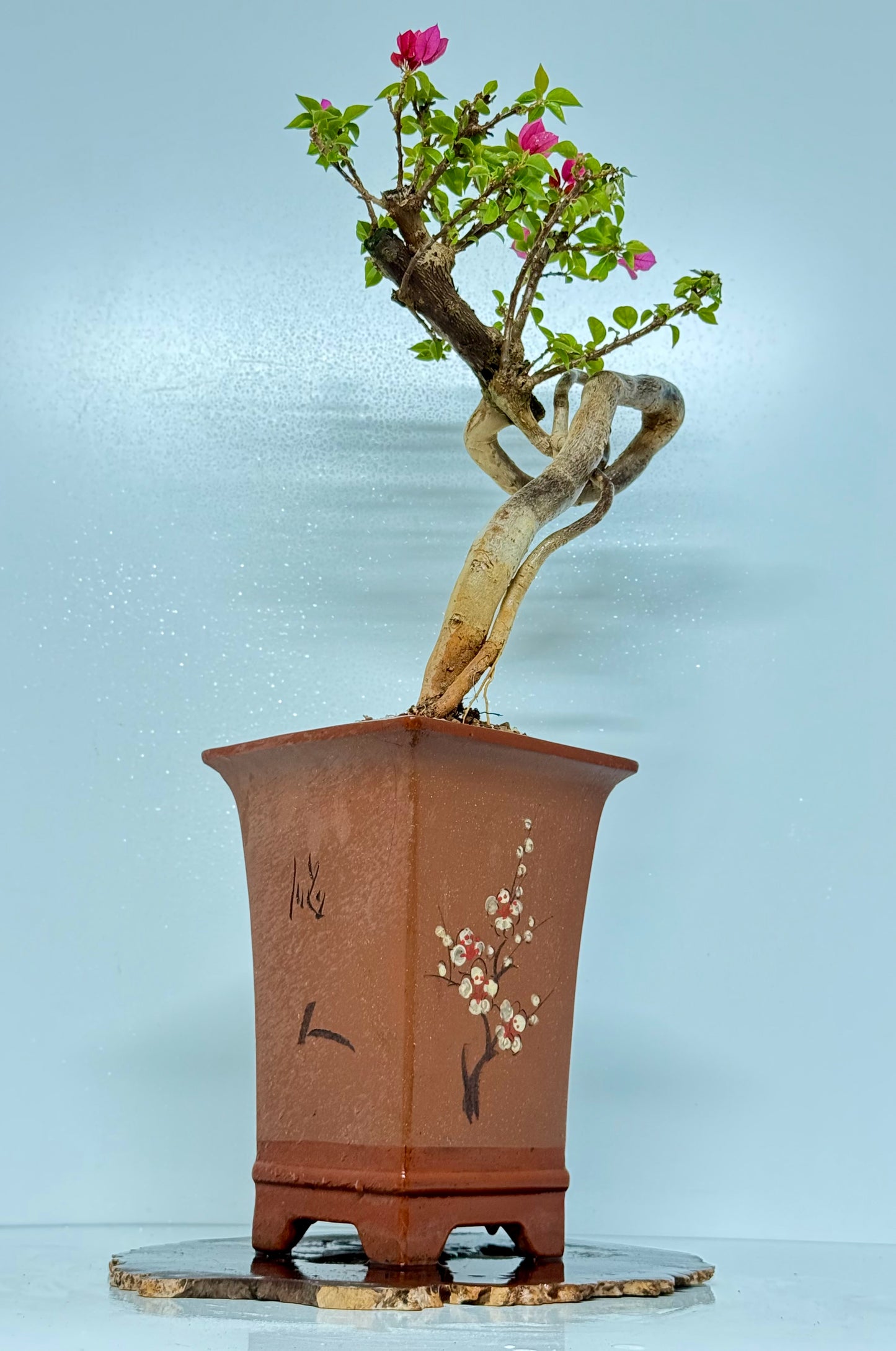 Exposed Root Style Bougainvillea Bonsai Tree - Chinese Cascade Style Unglazed Pot - 65 cn