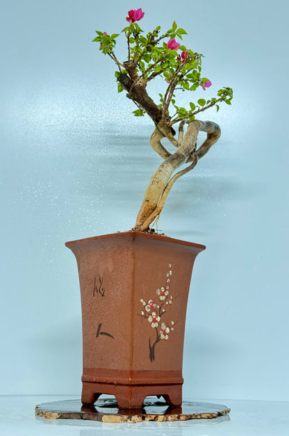 Exposed Root Style Bougainvillea Bonsai Tree - Chinese Cascade Style Unglazed Pot - 65 cn