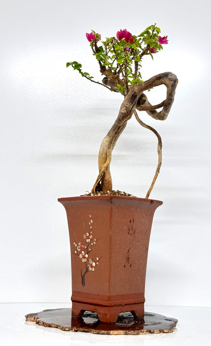 Exposed Root Style Bougainvillea Bonsai Tree - Chinese Cascade Style Unglazed Pot - 65 cn