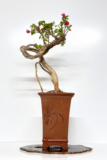 Exposed Root Style Bougainvillea Bonsai Tree - Chinese Cascade Style Unglazed Pot - 65 cn