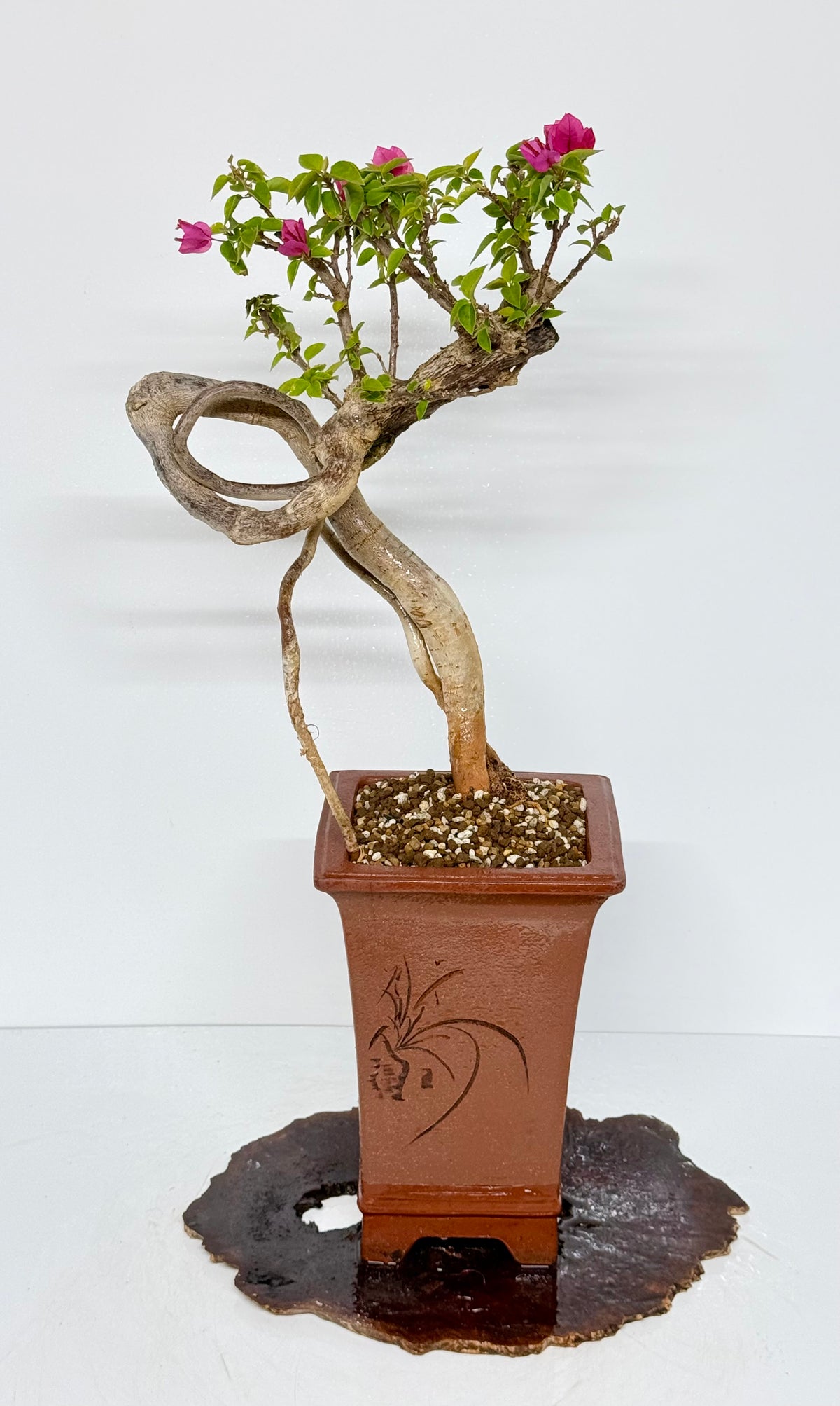 Exposed Root Style Bougainvillea Bonsai Tree - Chinese Cascade Style Unglazed Pot - 65 cn