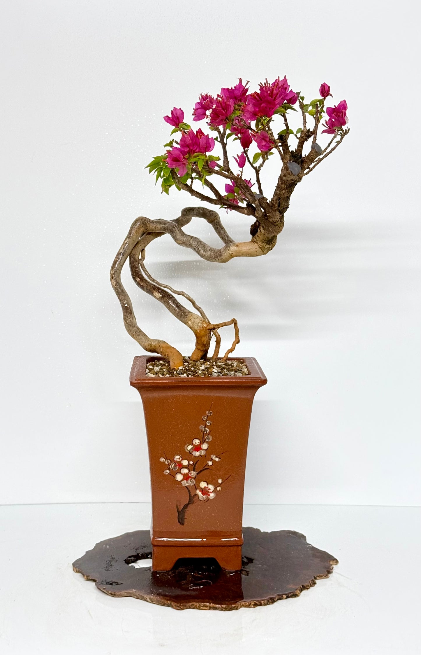 Exposed Root Style Bougainvillea Bonsai Tree - Chinese Cascade Style Unglazed Pot - 55 cm