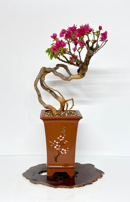 Exposed Root Style Bougainvillea Bonsai Tree - Chinese Cascade Style Unglazed Pot - 55 cm