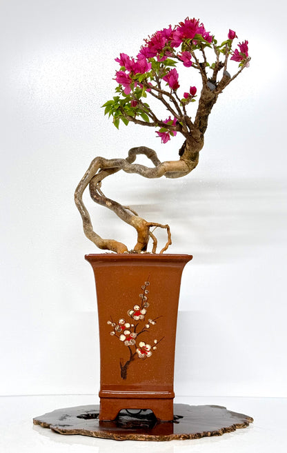 Exposed Root Style Bougainvillea Bonsai Tree - Chinese Cascade Style Unglazed Pot - 55 cm