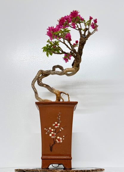Exposed Root Style Bougainvillea Bonsai Tree - Chinese Cascade Style Unglazed Pot - 55 cm