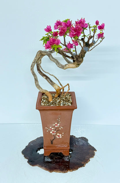Exposed Root Style Bougainvillea Bonsai Tree - Chinese Cascade Style Unglazed Pot - 55 cm