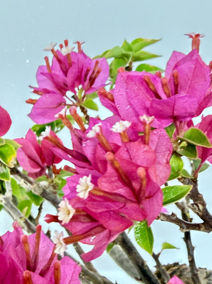 Exposed Root Style Bougainvillea Bonsai Tree - Chinese Cascade Style Unglazed Pot - 55 cm