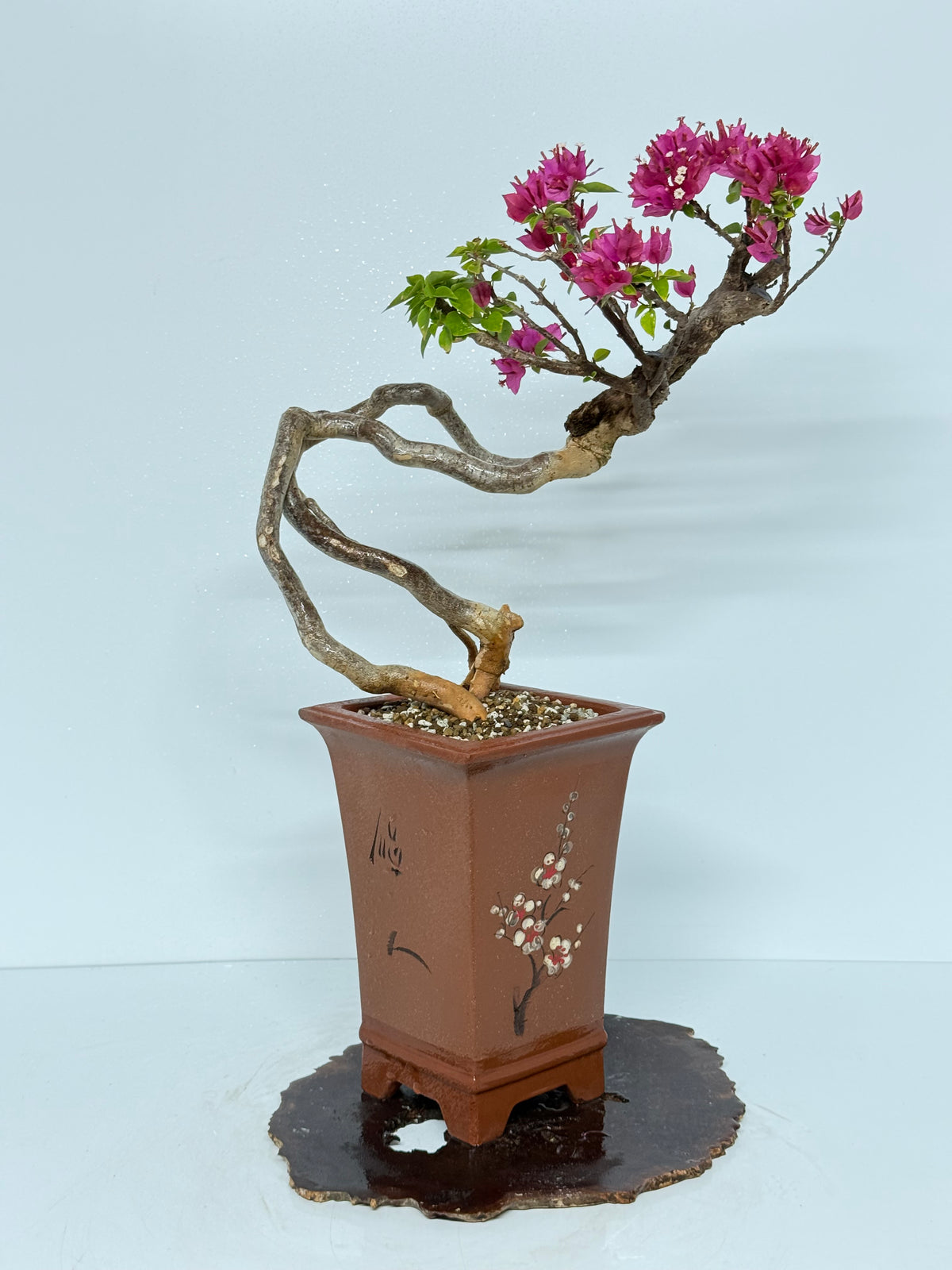 Exposed Root Style Bougainvillea Bonsai Tree - Chinese Cascade Style Unglazed Pot - 55 cm