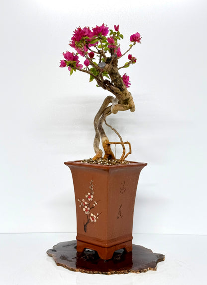 Exposed Root Style Bougainvillea Bonsai Tree - Chinese Cascade Style Unglazed Pot - 55 cm
