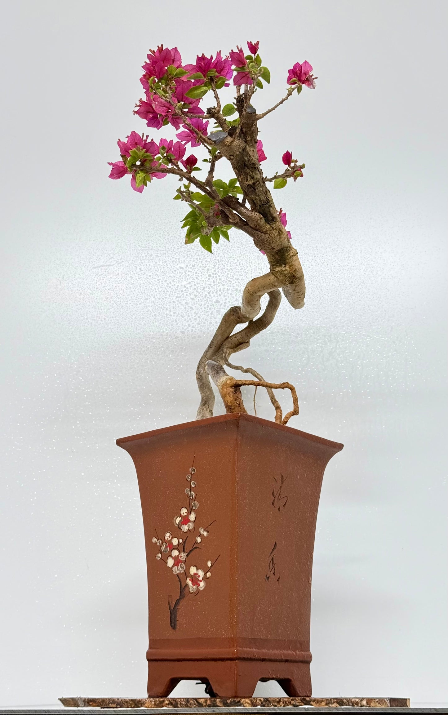 Exposed Root Style Bougainvillea Bonsai Tree - Chinese Cascade Style Unglazed Pot - 55 cm
