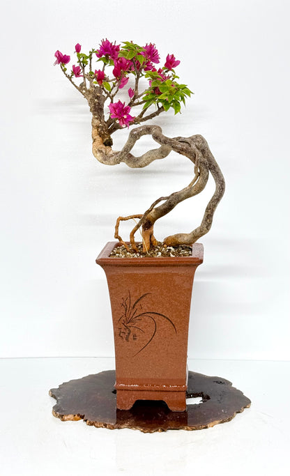 Exposed Root Style Bougainvillea Bonsai Tree - Chinese Cascade Style Unglazed Pot - 55 cm