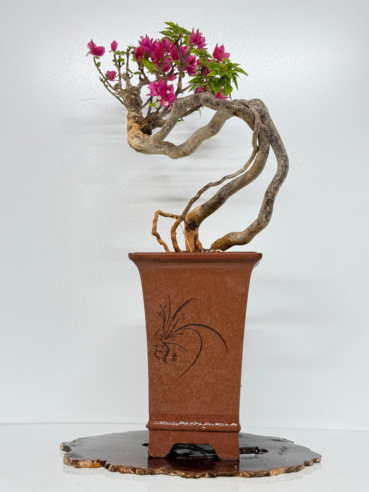 Exposed Root Style Bougainvillea Bonsai Tree - Chinese Cascade Style Unglazed Pot - 55 cm