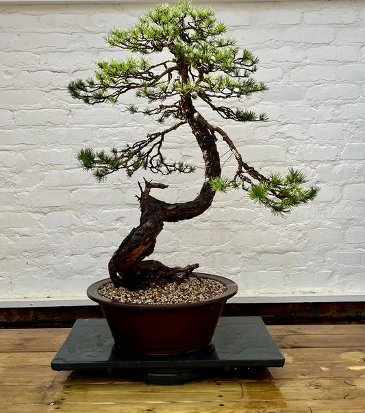 Scotts Pine (Pinus Sylvestris)