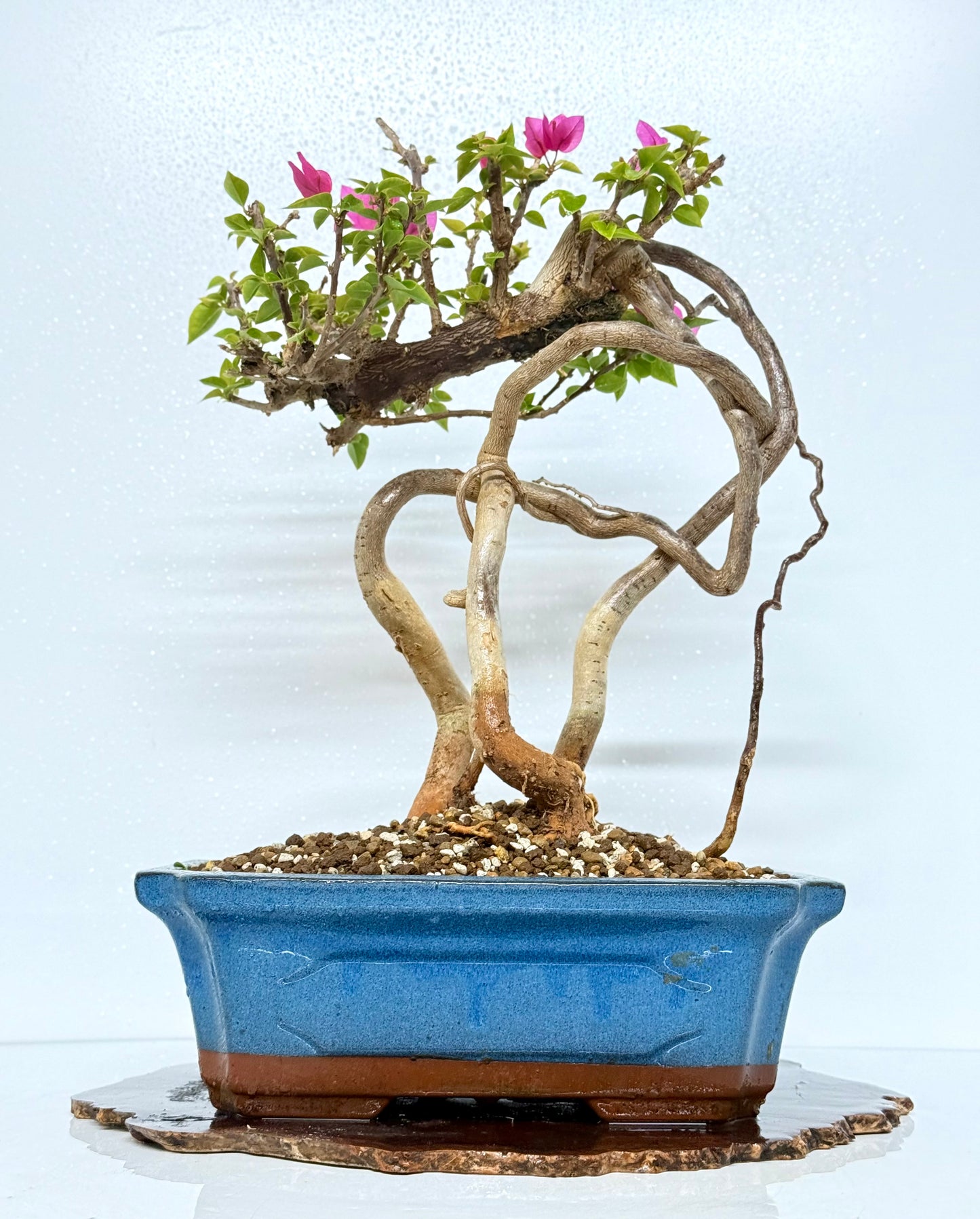 Exposed Root Style Bougainvillea Bonsai Tree - Chinese Glazed Pot - 45 cm