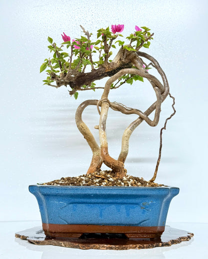 Exposed Root Style Bougainvillea Bonsai Tree - Chinese Glazed Pot - 45 cm