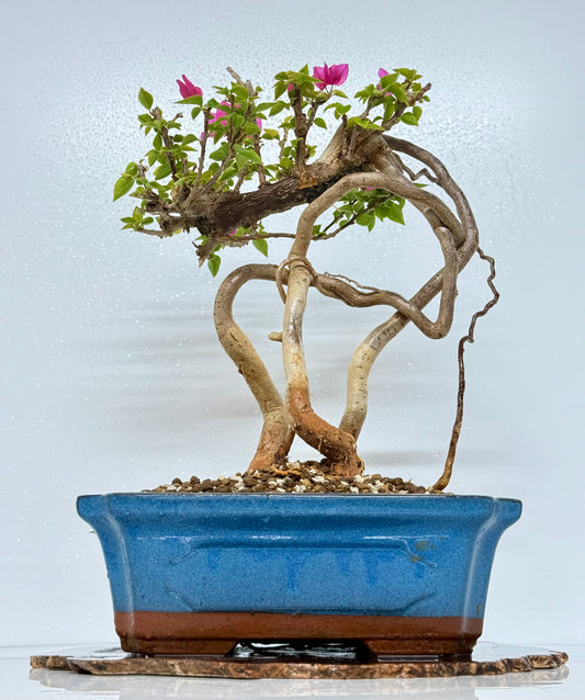 Exposed Root Style Bougainvillea Bonsai Tree - Chinese Glazed Pot - 45 cm