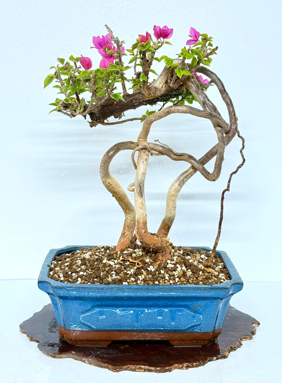 Exposed Root Style Bougainvillea Bonsai Tree - Chinese Glazed Pot - 45 cm