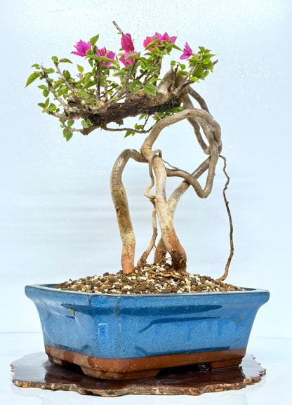 Exposed Root Style Bougainvillea Bonsai Tree - Chinese Glazed Pot - 45 cm
