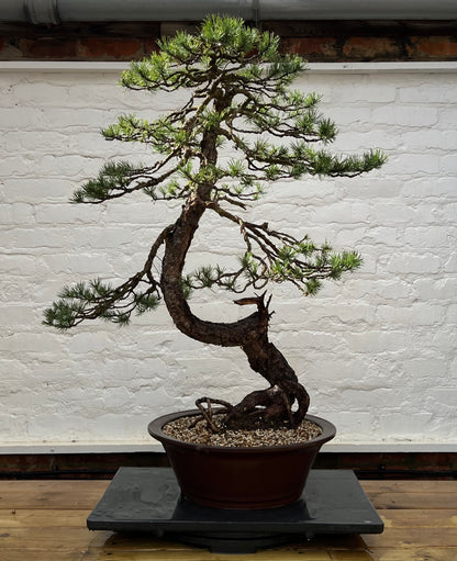 Scotts Pine (Pinus Sylvestris)