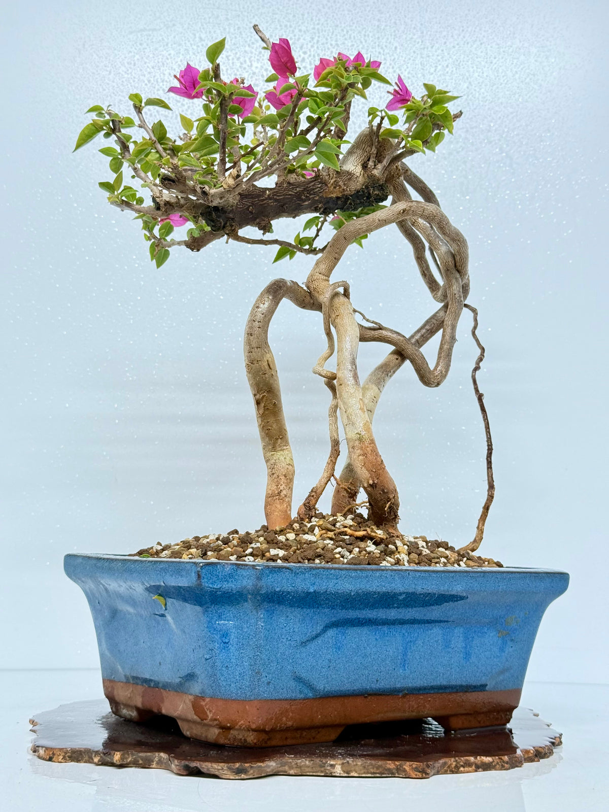 Exposed Root Style Bougainvillea Bonsai Tree - Chinese Glazed Pot - 45 cm