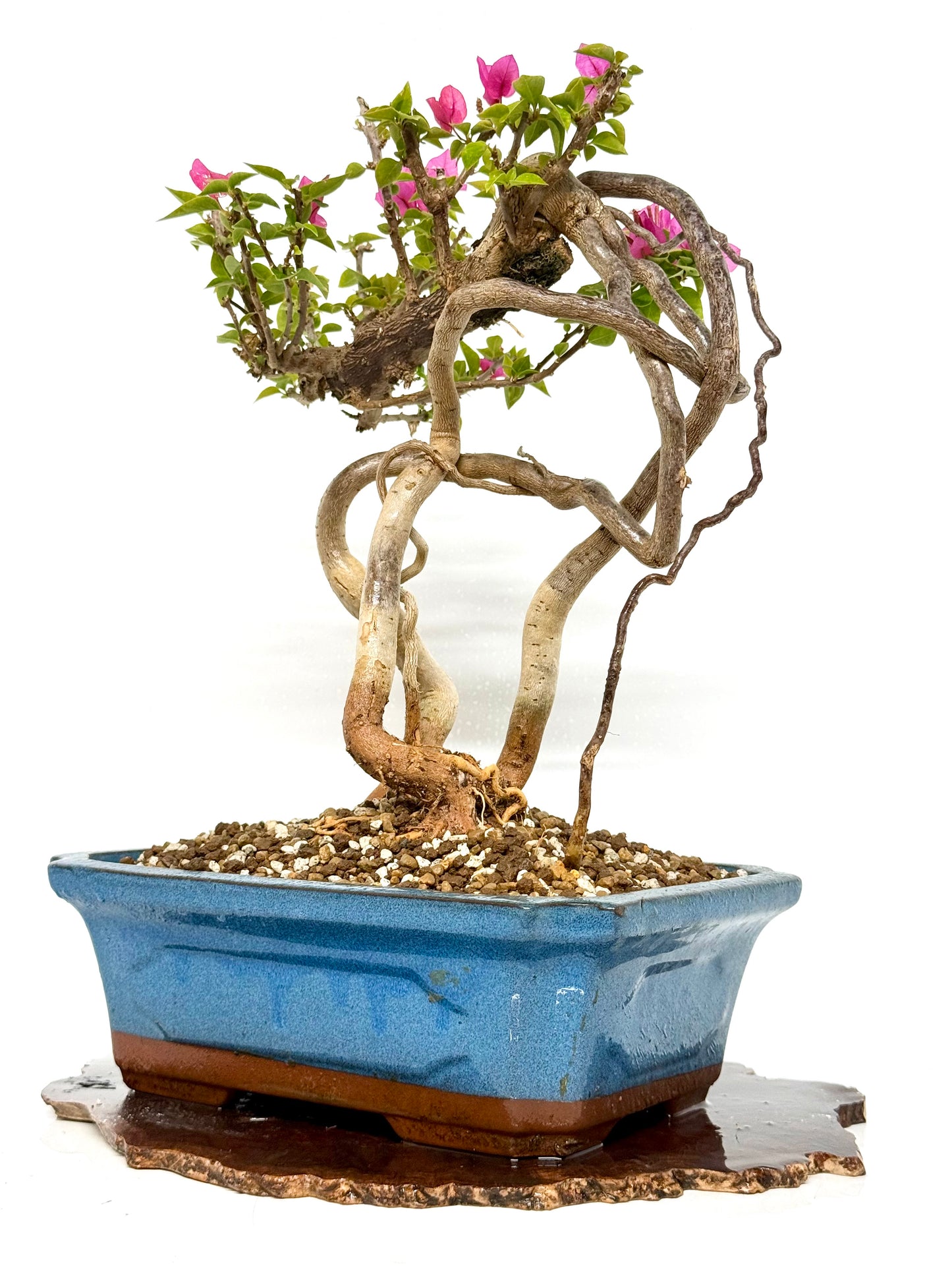 Exposed Root Style Bougainvillea Bonsai Tree - Chinese Glazed Pot - 45 cm