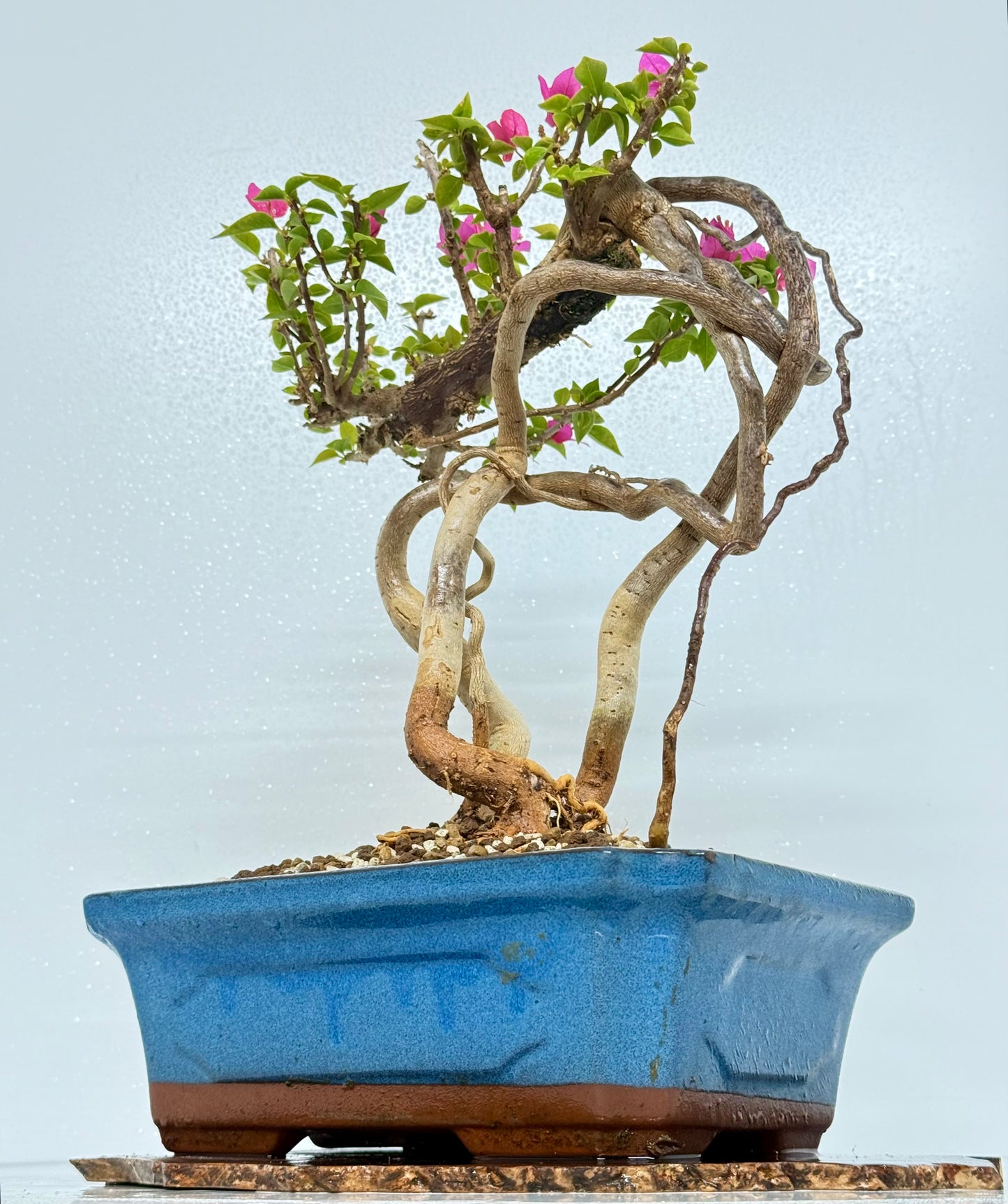 Exposed Root Style Bougainvillea Bonsai Tree - Chinese Glazed Pot - 45 cm