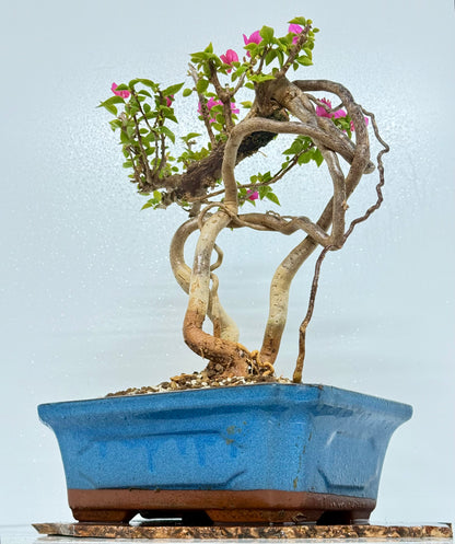 Exposed Root Style Bougainvillea Bonsai Tree - Chinese Glazed Pot - 45 cm