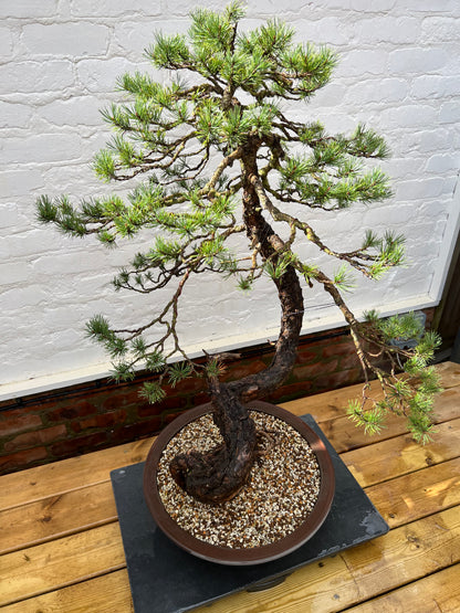 Scotts Pine (Pinus Sylvestris)